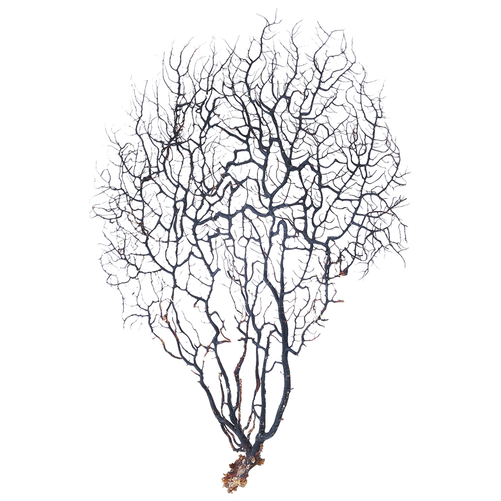 Gorgonian Sea Fan Medium Natural Black Dried Coral Branch, Wall Art 35cm 1pce