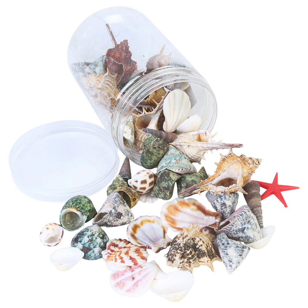 Mixed Assorted Shells Selection In Plastic Jar 8.5x12cm Decorative