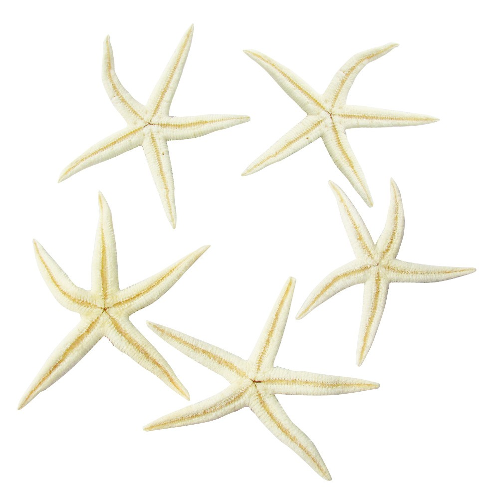 9cm Star Fish (5 PACK) Natural Color