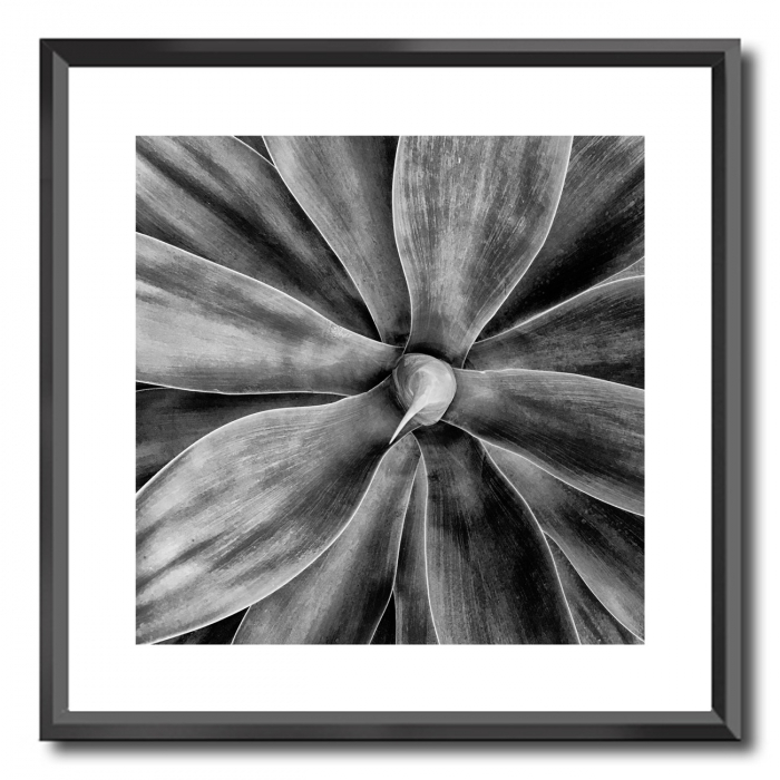 NEW 50CM x 50CM BLACK FRAME PRINT- BLACK AND WHITE ATTENUATA - UNBRANDED