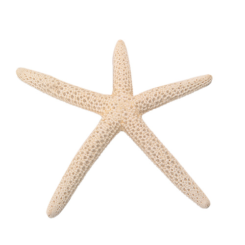 5pce Finger Starfish Bleached White Nautical Theme with Beach Look [9cm Small]